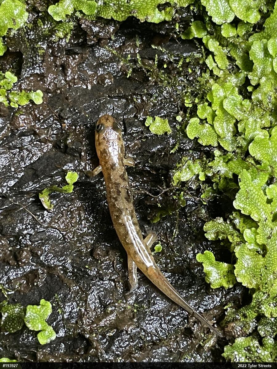Seal Salamander