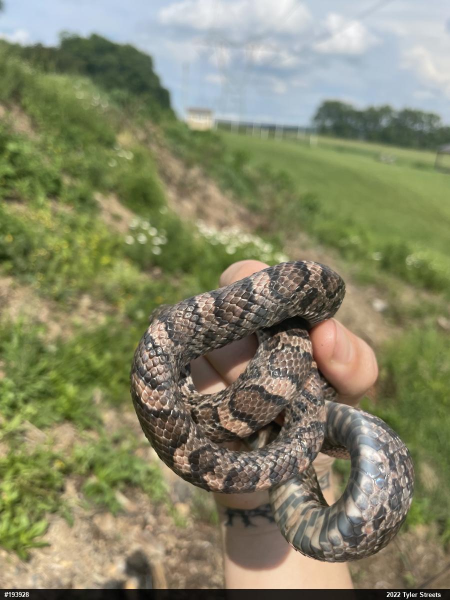 Eastern Milksnake