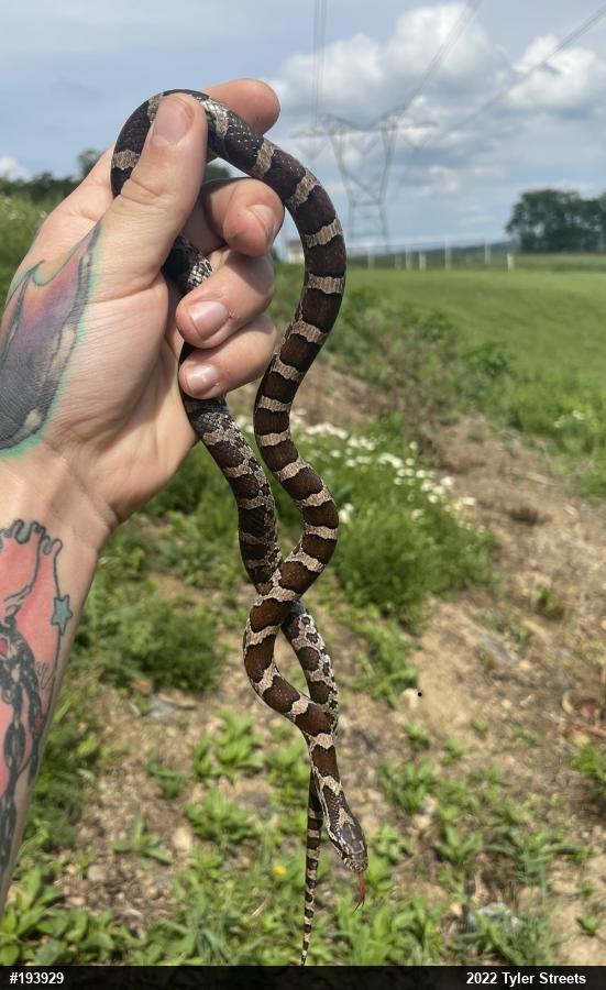 Eastern Milksnake