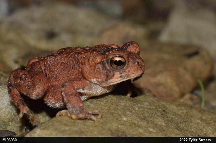 Eastern American Toad