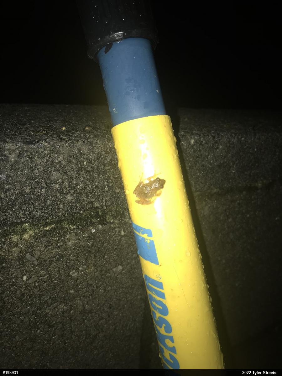 Spring Peeper