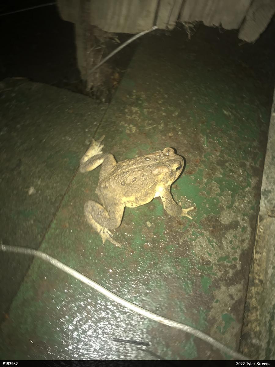Eastern American Toad