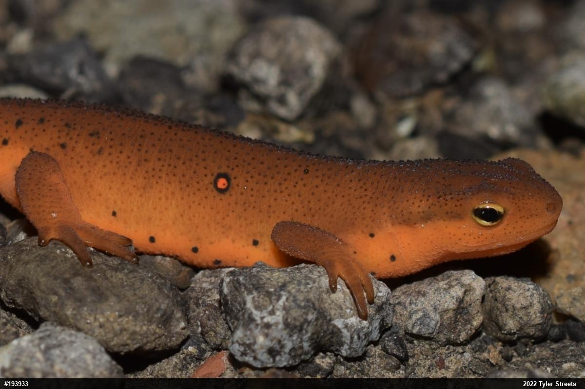 Red-spotted Newt