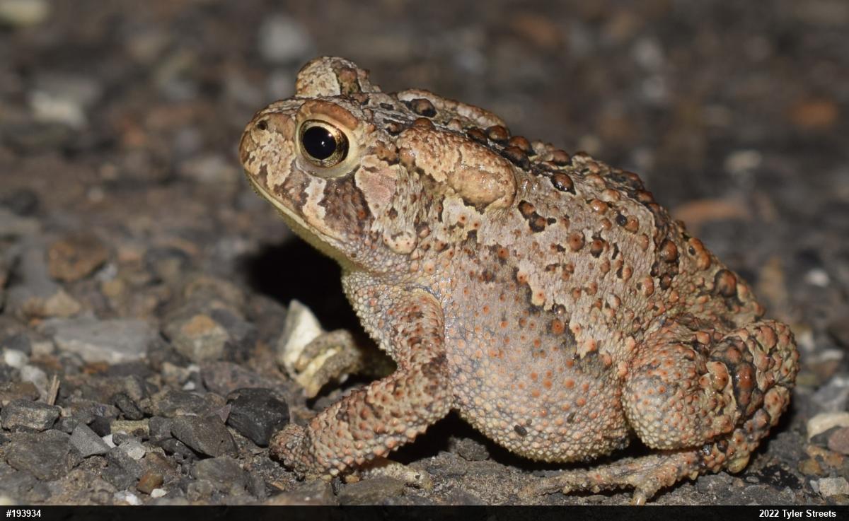 Eastern American Toad