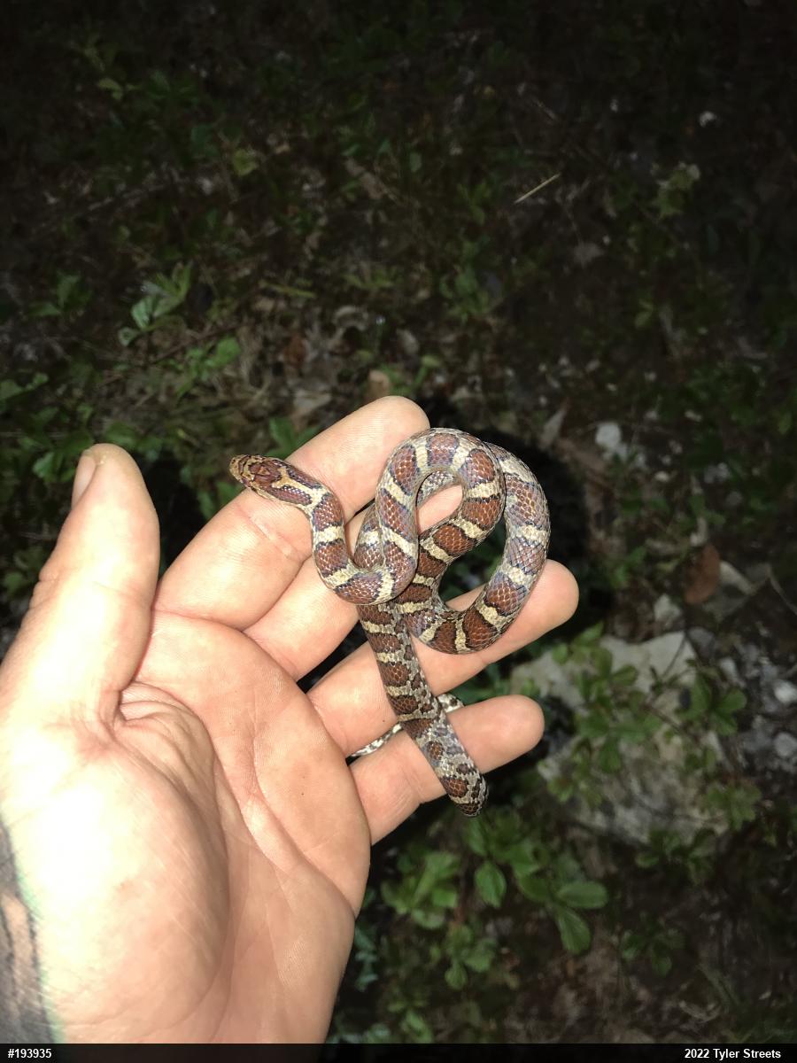 Eastern Milksnake