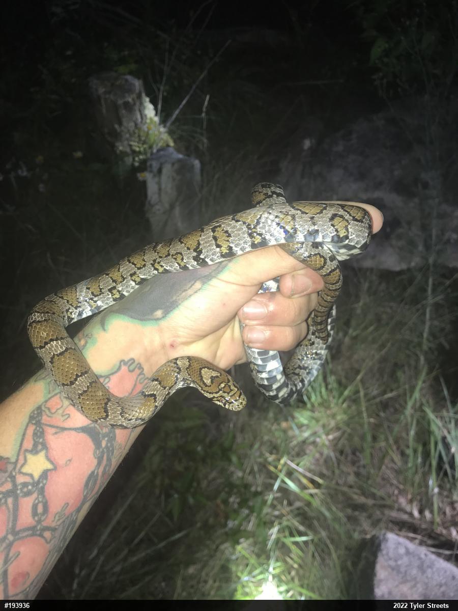 Eastern Milksnake