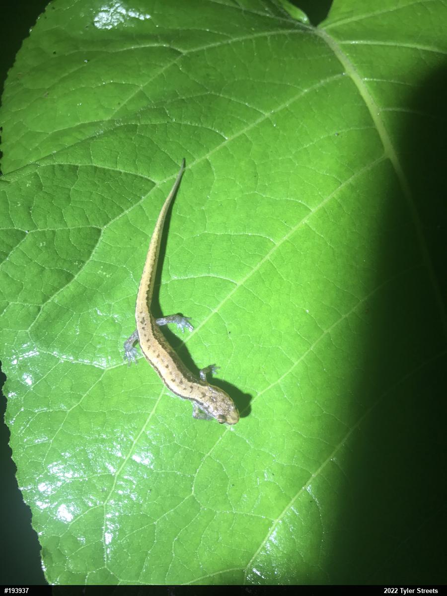 Allegheny Mountain Dusky Salamander