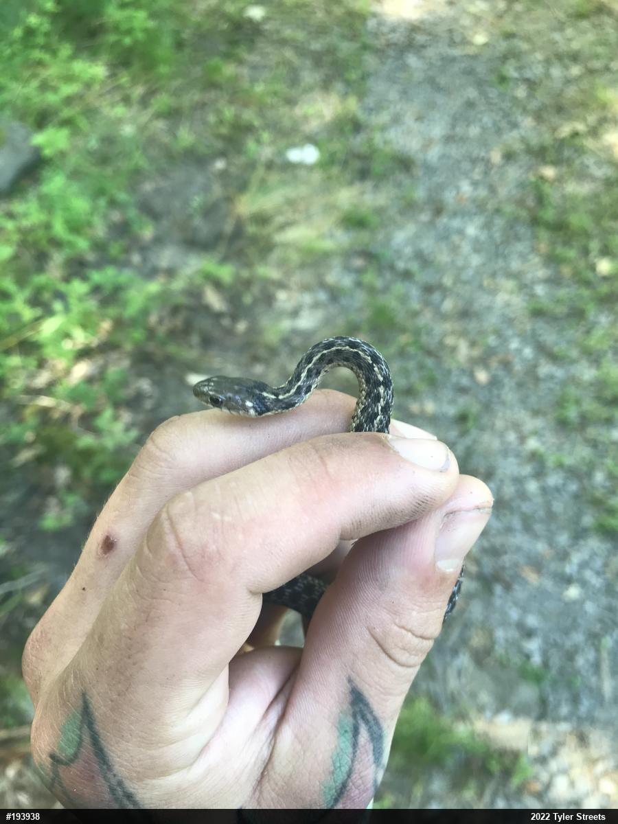 Eastern Gartersnake