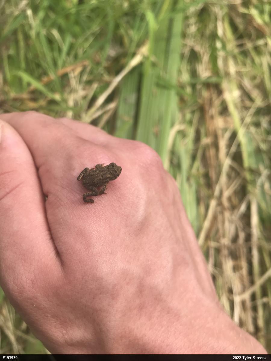 True Toads