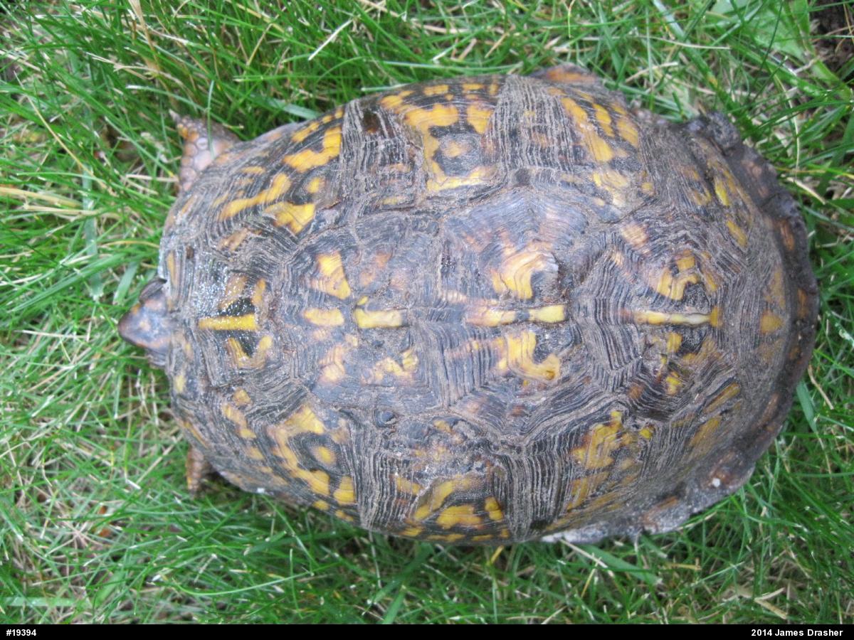 Eastern Box Turtle