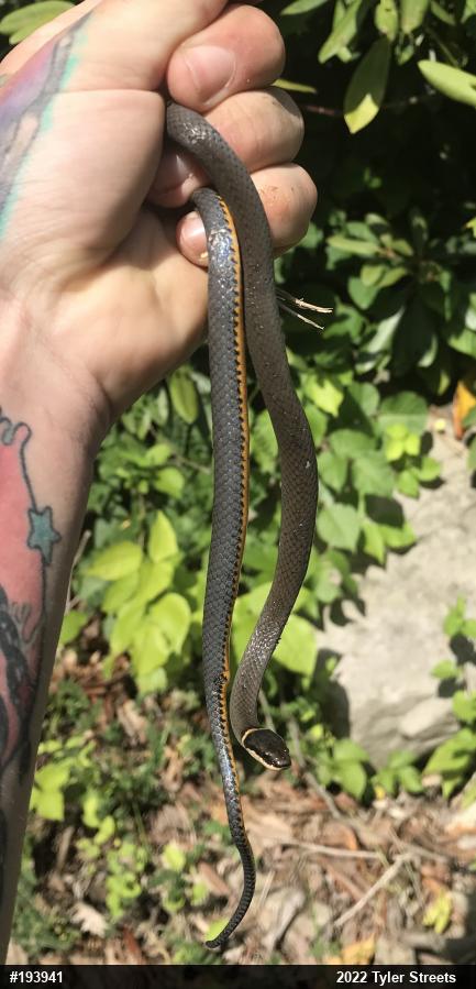 Northern Ring-necked Snake