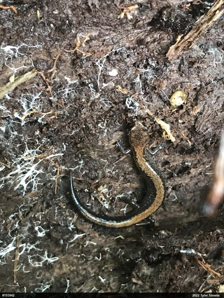 Eastern Red-backed  Salamander