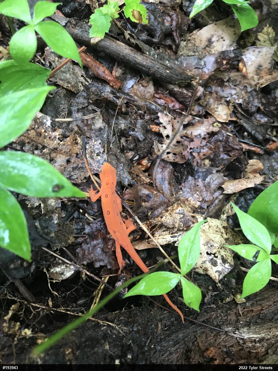 Red-spotted Newt