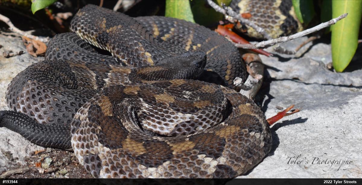 Timber Rattlesnake