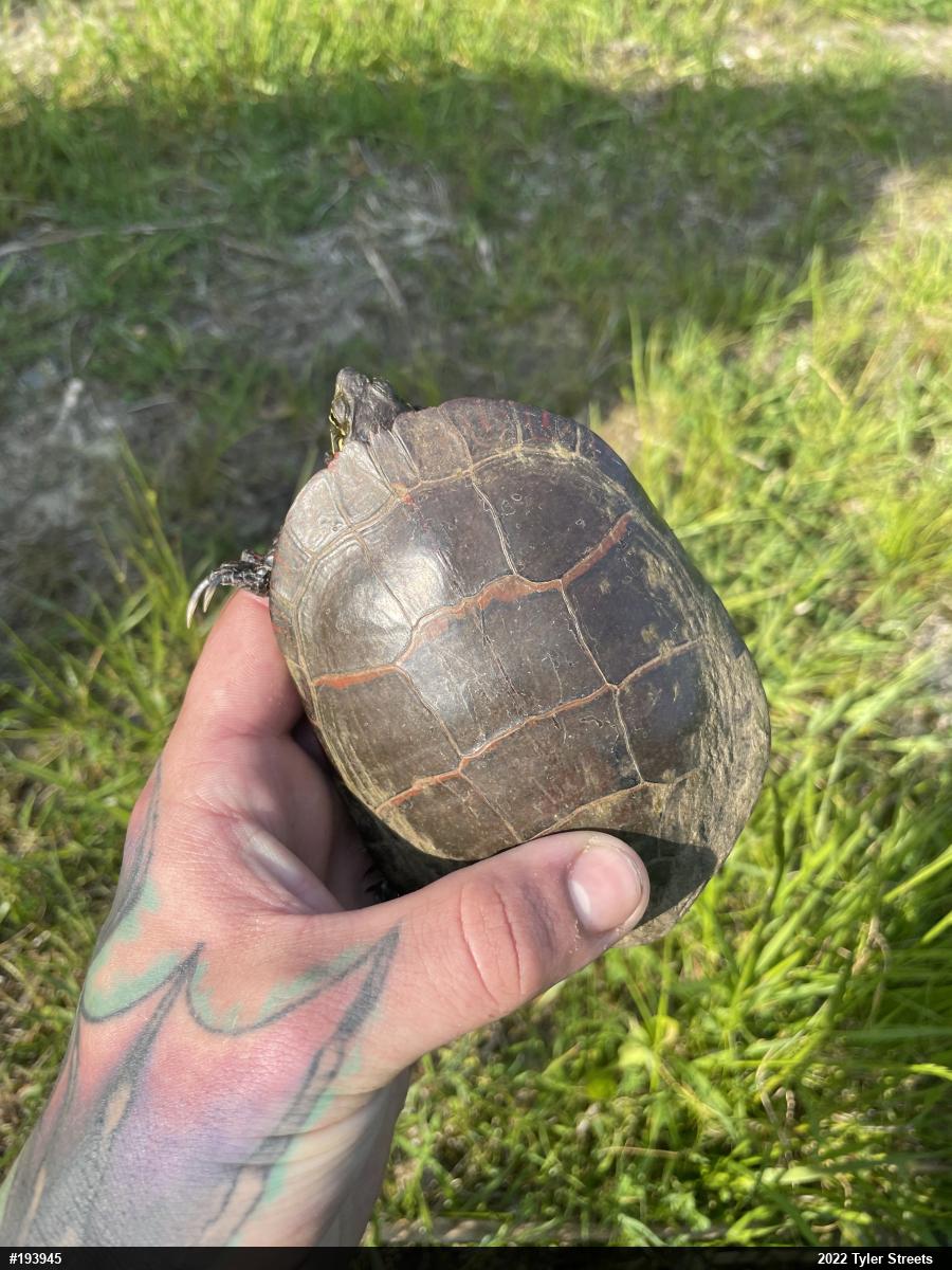 Eastern Painted Turtle