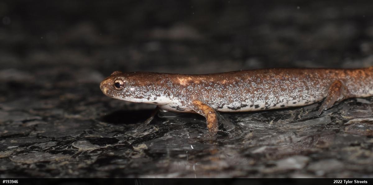 Four-toed Salamander