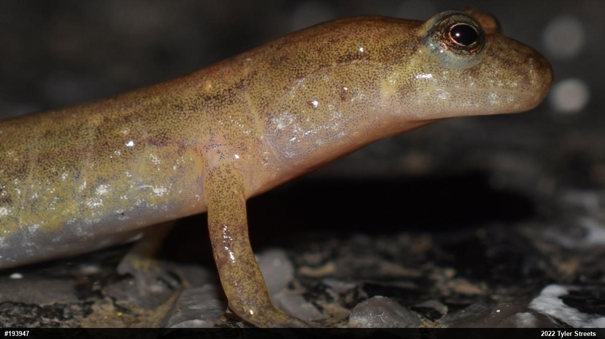 Northern Dusky Salamander