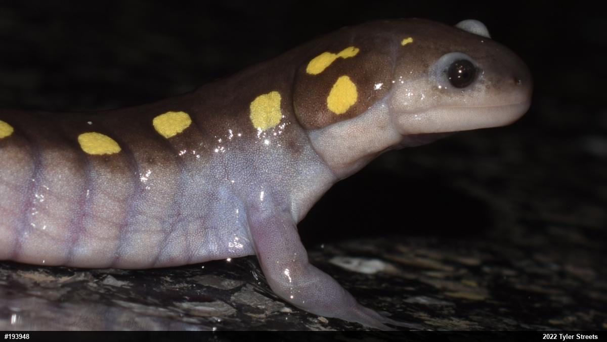 Spotted Salamander