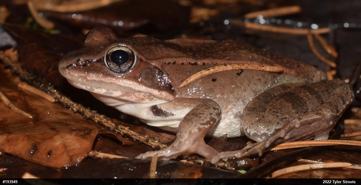 Wood Frog