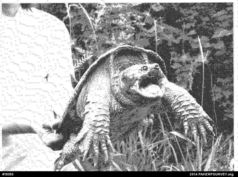 Snapping Turtle