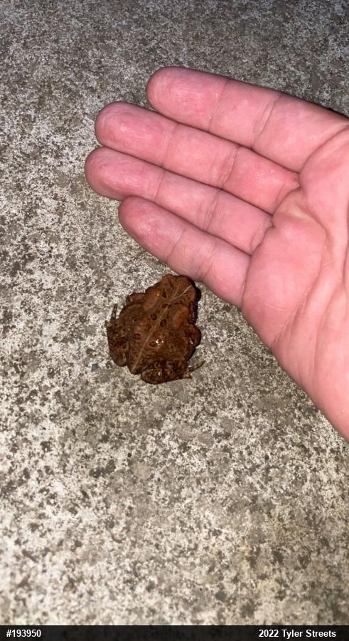 Eastern American Toad