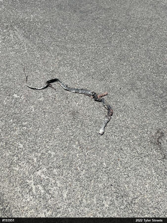 Northern Black Racer