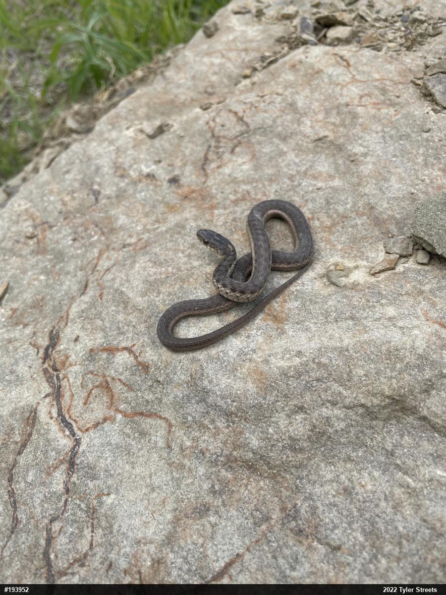 Eastern Gartersnake
