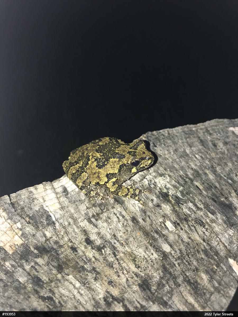 Unknown Gray Treefrog