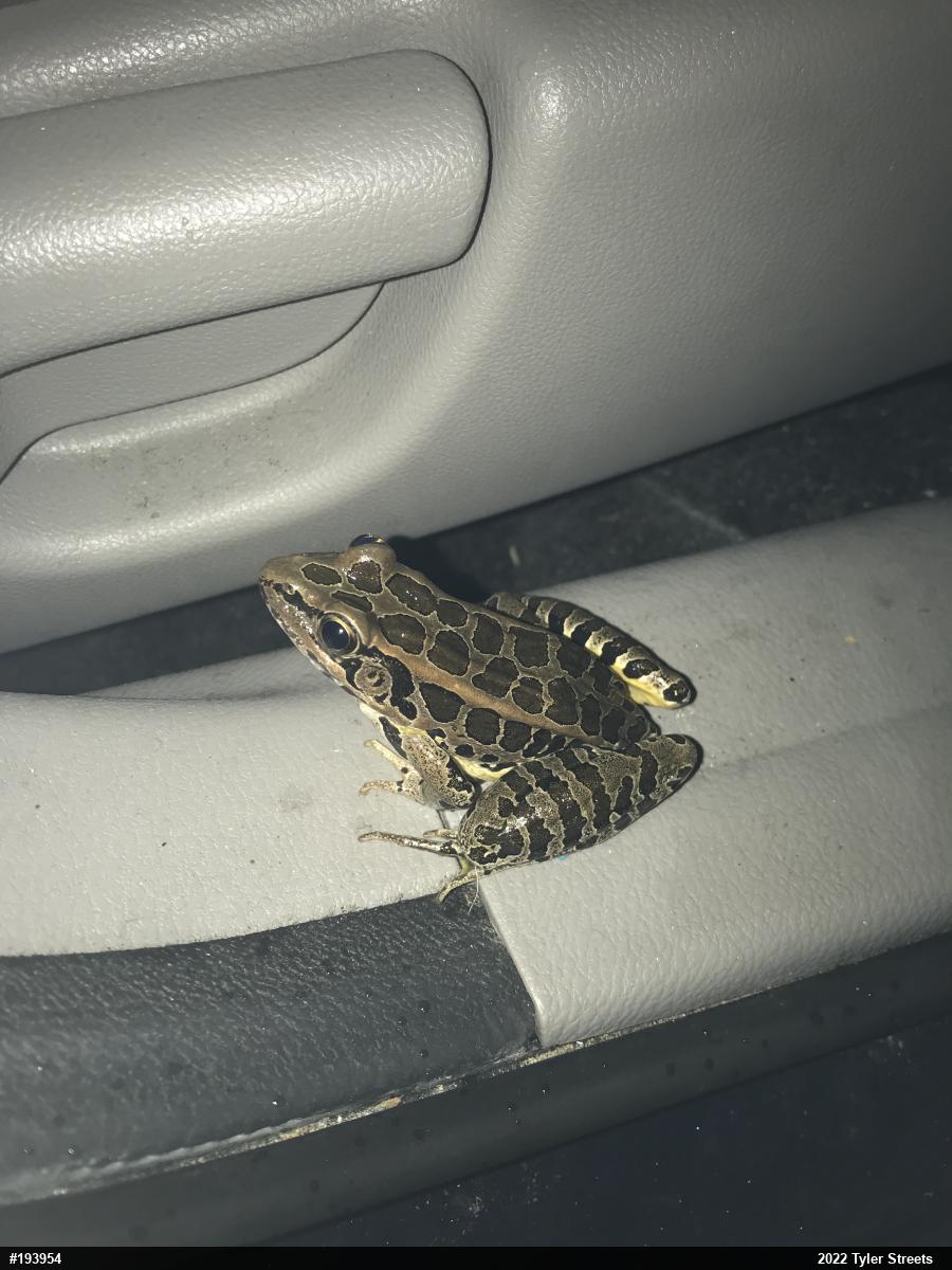 Pickerel Frog