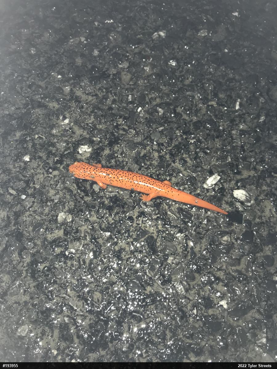 Northern Red Salamander