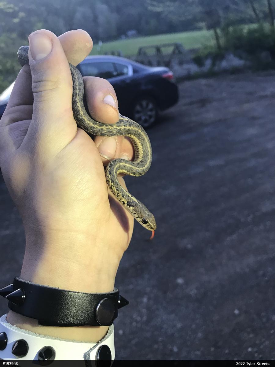 Eastern Gartersnake
