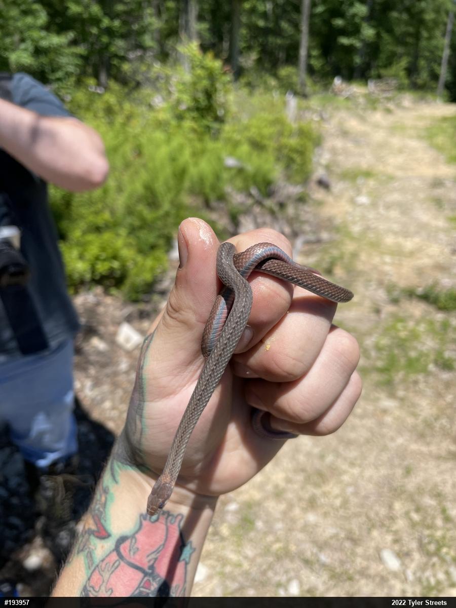 Red-bellied Snake