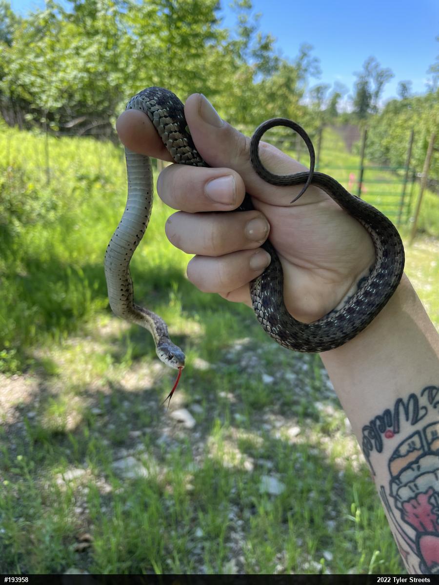 Eastern Gartersnake
