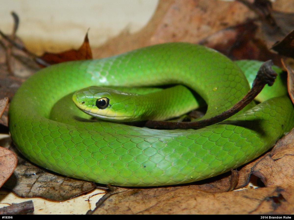 Smooth Greensnake