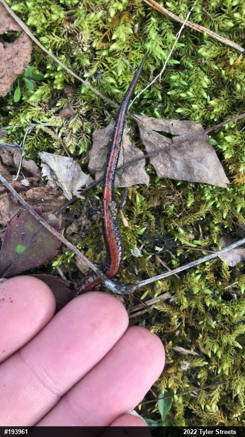 Eastern Red-backed  Salamander