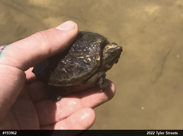 Snapping Turtle