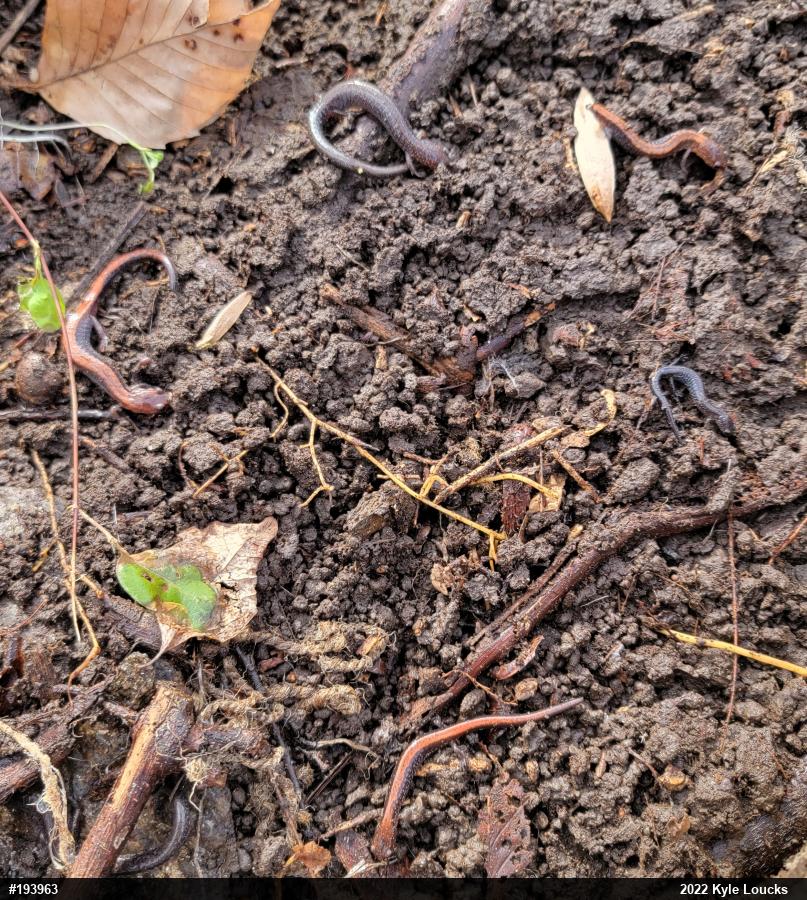 Eastern Red-backed  Salamander