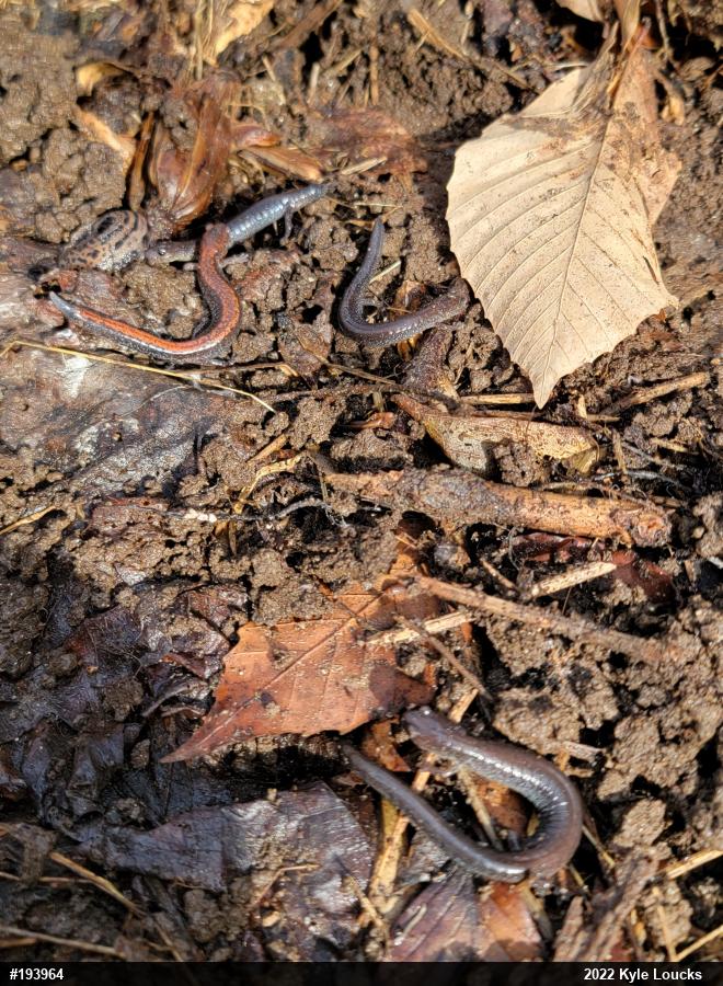 Eastern Red-backed  Salamander