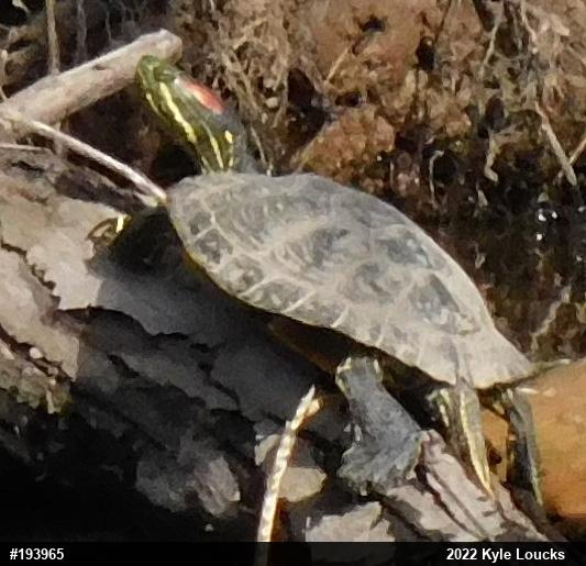 Red-eared Slider