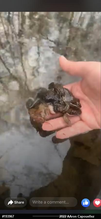 Wood Frog