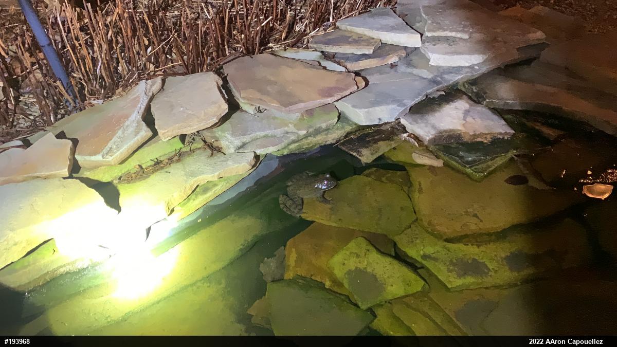 American Bullfrog