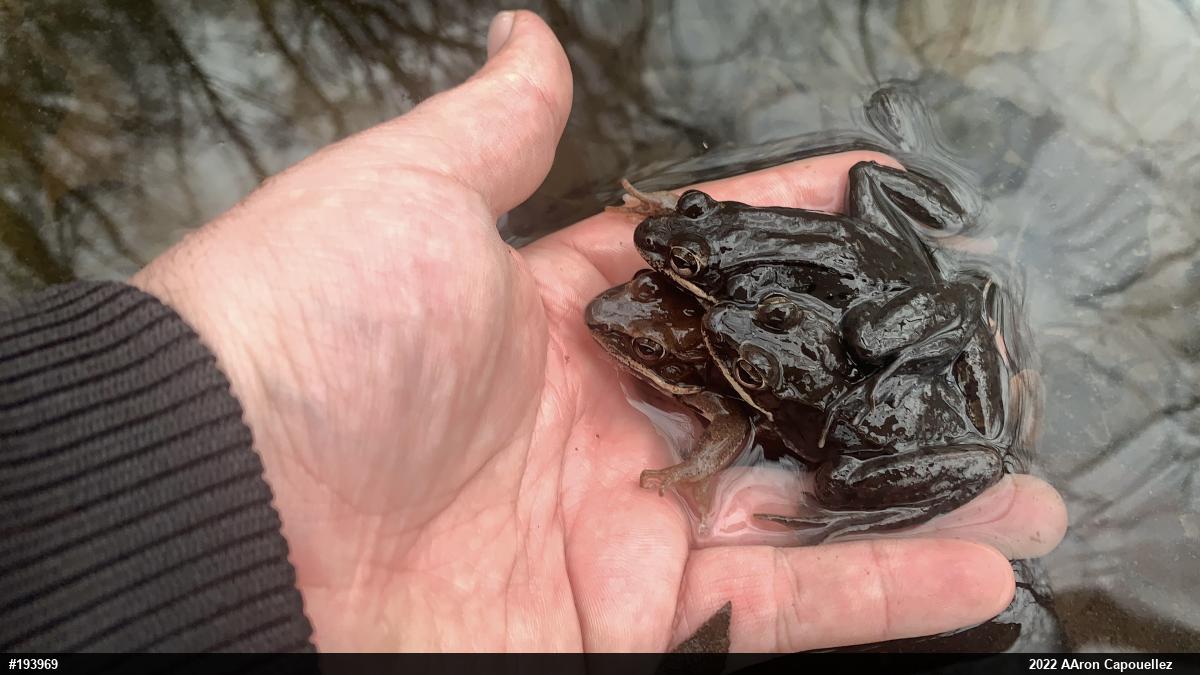 Wood Frog