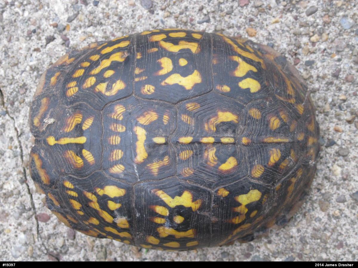 Eastern Box Turtle