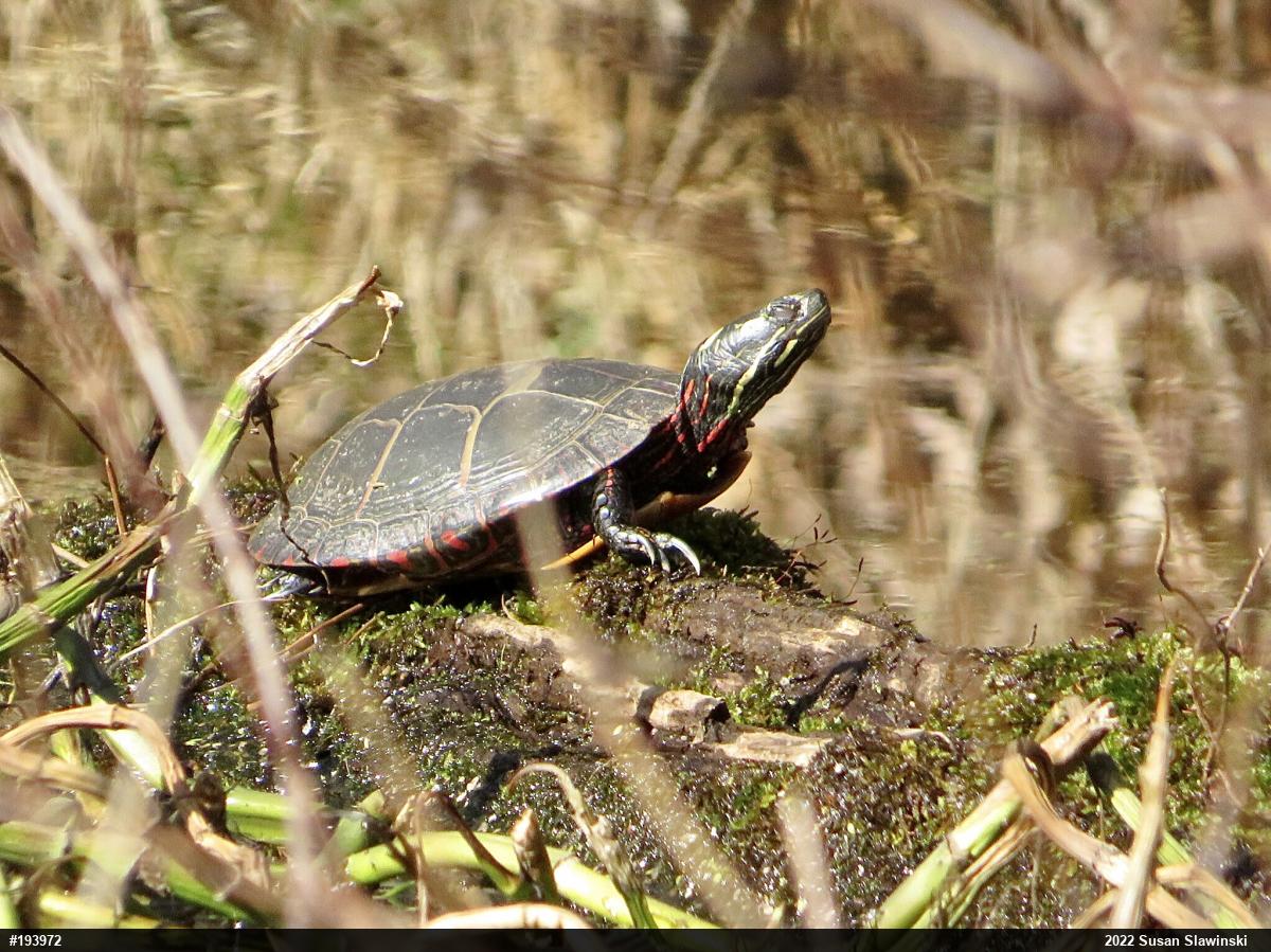 Eastern Painted Turtle