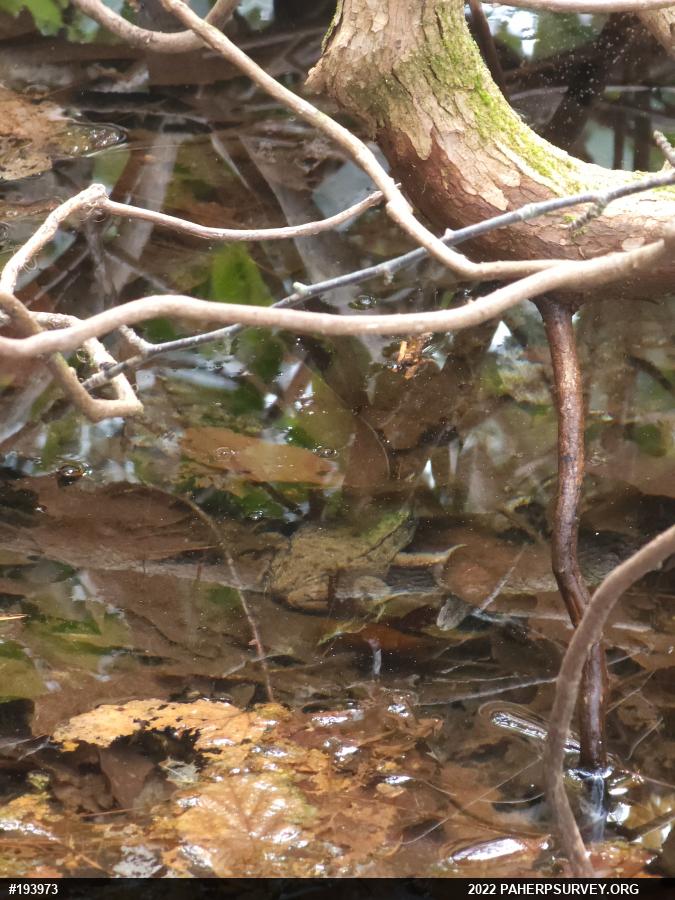 Green Frog