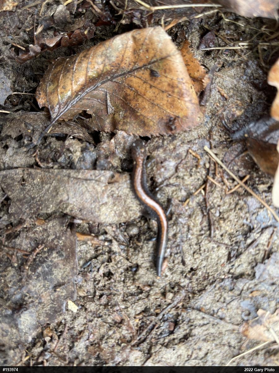 Eastern Red-backed  Salamander