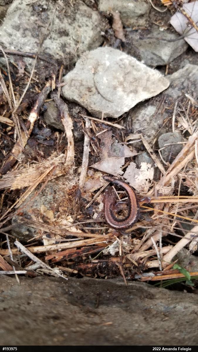 Eastern Red-backed  Salamander