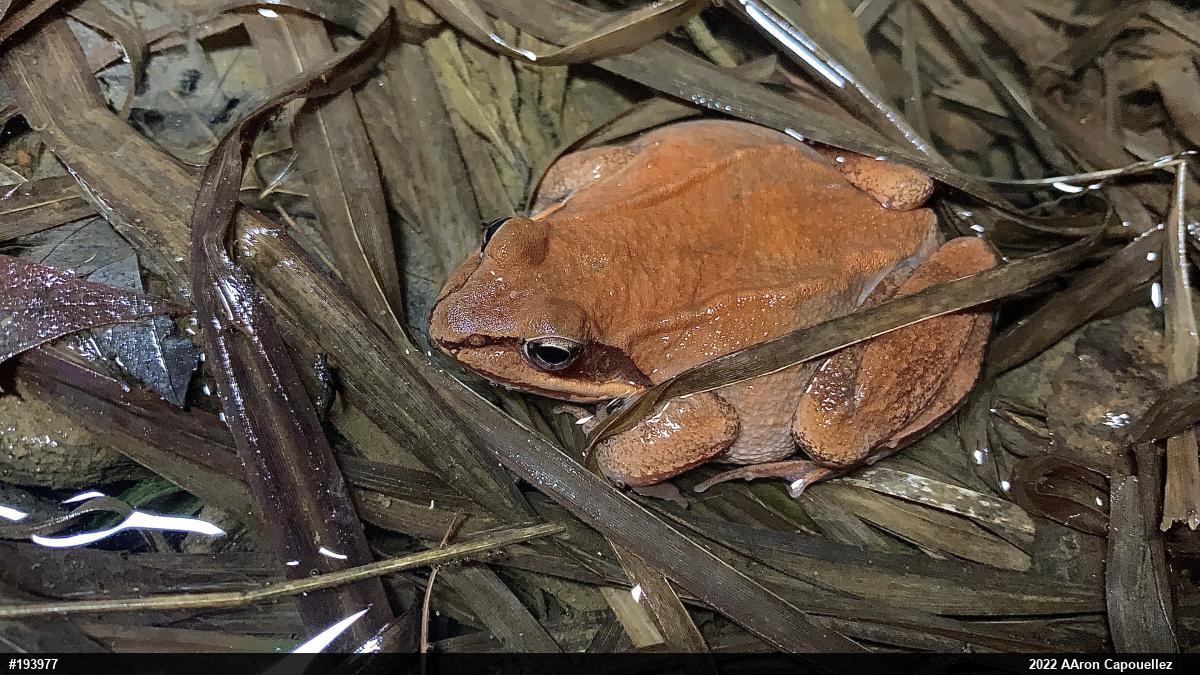 Wood Frog