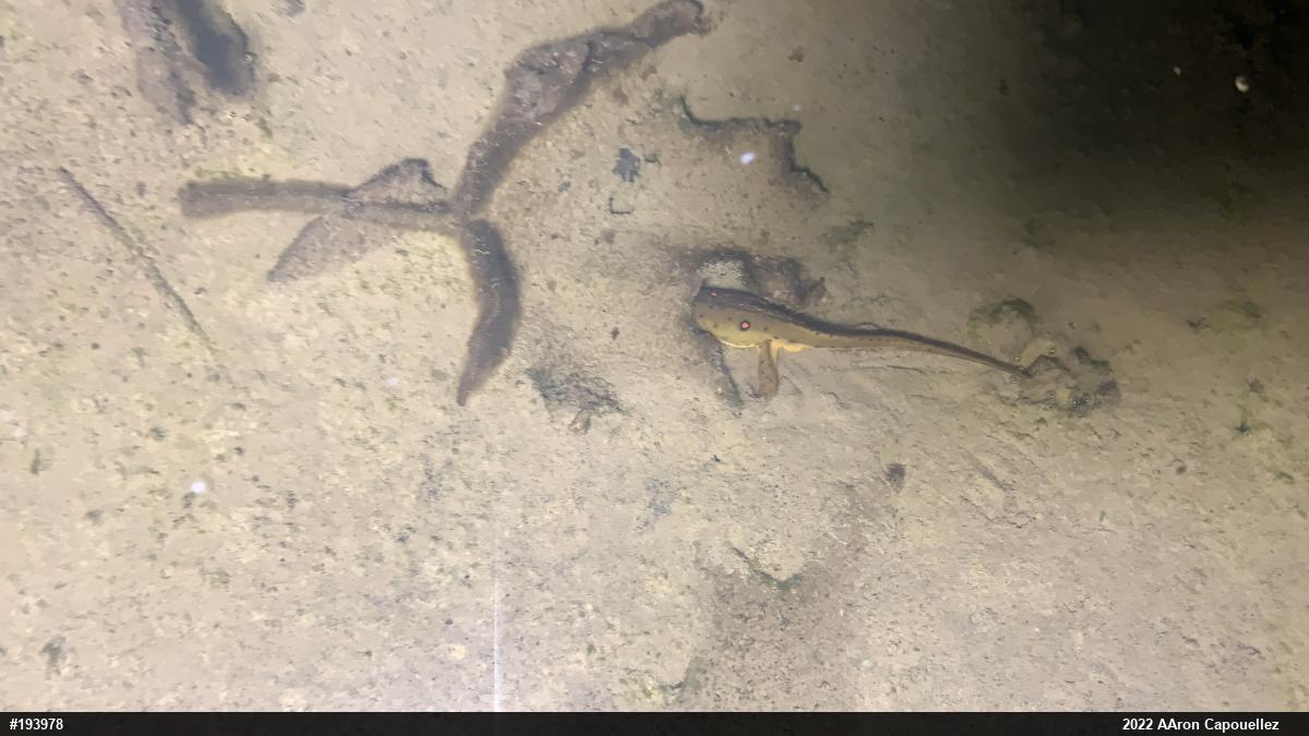 Red-spotted Newt