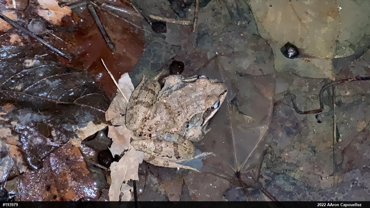 Wood Frog